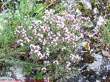 Tomillo - Thymus vulgaris. Cerro Veleta - Jan