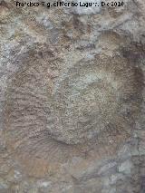 Desfiladero de los Gaitanes. Ammonites