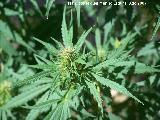 Marihuana - Cannabis sativa. Los Villares