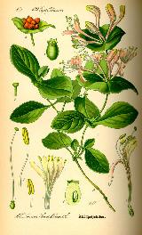 Madreselva morisca - Lonicera caprifolium. Wikipedia