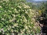 Madreselva morisca - Lonicera caprifolium. Tajos de San Marcos - Alcal la Real
