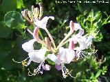 Madreselva morisca - Lonicera caprifolium. Tajos de San Marcos - Alcal la Real