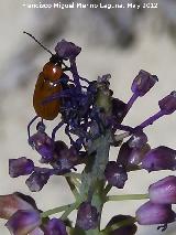 Escarabajo galeruca de los narcisos - Exosoma lusitanica. El Hacho - Alcalá la Real