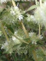 Mejorana - Thymus mastichina. Serrezuela de Bedmar