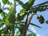 Pltano malayo - Musa acuminata. Crdoba