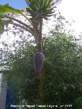 Pltano malayo - Musa acuminata. Castellar de la Frontera