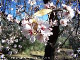 Almendro - Prunus dulcis. Los Villares