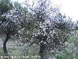 Almendro - Prunus dulcis. Jan