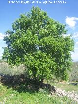 Almendro - Prunus dulcis. Las Yeseras - Navas de San Juan