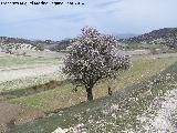 Almendro - Prunus dulcis. Montejcar