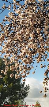 Almendro - Prunus dulcis. Almendro en flor. Rus