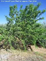 Almendro - Prunus dulcis. Tajos de San Marcos - Alcal la Real
