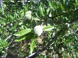 Almendro - Prunus dulcis. Almendras. Tajos de San Marcos - Alcal la Real