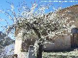 Almendro - Prunus dulcis. Mocln