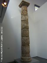 Baelo Claudia. Baslica. Columna de calcarenita fosilfera local. Siglo I d.C. Museo de Baelo Claudia