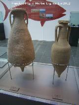 Baelo Claudia. Fbricas de Salazn. nforas. Museo de Baelo Claudia