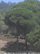 Pino resinero - Pinus pinaster. Sierra de la Plata - Tarifa