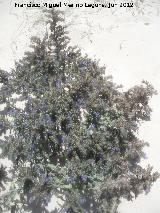 Viborera martima - Echium gaditanum. Duna de Bolonia - Tarifa