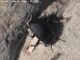Escarabajo de playa - Erodius goryi. Duna de Bolonia - Tarifa