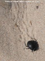 Escarabajo de playa - Erodius goryi. Rastro. Duna de Bolonia - Tarifa