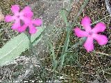 Clavel hispnico Fontqueri - Dianthus hispanicus subsp. fontqueri. Cerro Miguelico - Torredelcampo