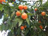 Naranjo amargo - Citrus aurantium. Los Villares