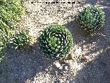Cactus Noha - Agave victoriae-reginae. Benalmdena