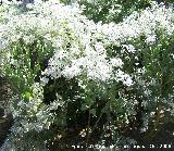 Velo de novia - Euphorbia marginata. Bailn