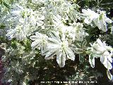Velo de novia - Euphorbia marginata. Bailn