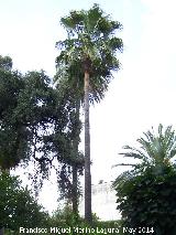 Palmera Excelsa - Trachycarpus fortunei. Palacio de Viana - Crdoba