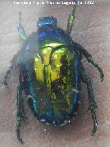 Escarabajo Cetonia dorada - Cetonia aurata. 
