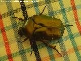 Escarabajo Cetonia dorada - Cetonia aurata. Navas de San Juan