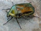 Escarabajo Cetonia dorada - Cetonia aurata. Martos