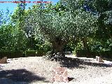 Olivo - Olea europaea. Parque de la Fuensanta - Alcaudete