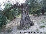 Olivo - Olea europaea. Canjorro - Jaén