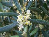 Olivo - Olea europaea. Flor. Navas de San Juan