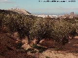 Olivo - Olea europaea. Al fondo Jaén