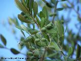 Acebuche - Olea europaea var. sylvestris. Sin madurar. Los Villares.