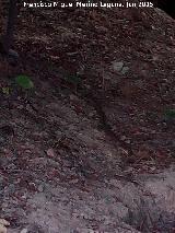 Culebra de escalera - Rhinechis scalaris. Río Frío - Los Villares