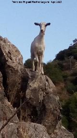 Cabra doméstica - Capra aegagrus hircus. Isla del Quiebrajano - Valdepeñas de Jaén