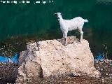 Cabra doméstica - Capra aegagrus hircus. Pantano del Quiebrajano - Jaén