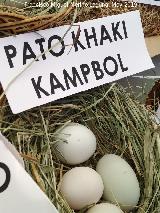 Pjaro Pato domstico - Anas platyrhynchos domesticus. Huevos. Parque de las Ciencias - Granada