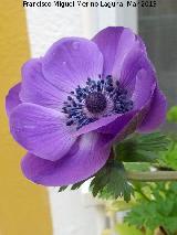 Anmona - Anemone coronaria. Flor