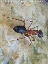 Hormiga roja europea - Formica rufa. Río Frío - Los Villares