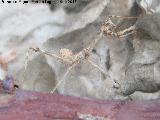 Mantis palo - Empusa pennata. Navas de San Juan