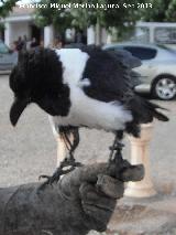 Pájaro Cuervo blanco - Corvus albus. Navas de San Juan