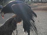 Pájaro Águila de Harris - Parabuteo unicinctus. Navas de San Juan