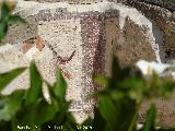 Itlica. Casa de los Pjaros. Mosaico de la fuente