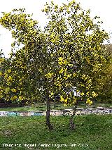 Mimosa - Acacia dealbata. En flor. Jan