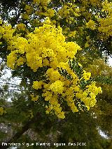 Mimosa - Acacia dealbata. Flor. Jan